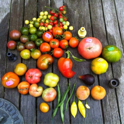 Dr. Lyle tomato, Berkeley Tie-Dye (heart), Beauty King, bunch of Punta Banda; Etkezi Paprika, Hot Lemon, Peru White Hab; Petite Nigri fig, Prok persimmon