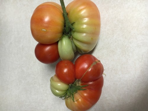 Tomatoes-odd IMG_1166.JPG