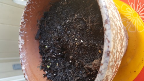 Saguaro sprouts