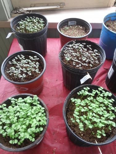 Genovese basil front row, opal basil middle row, back left is globe basil and back right is thyme.