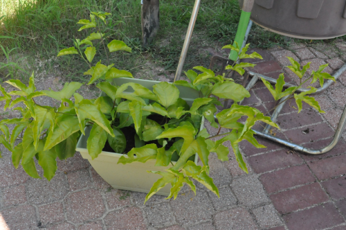 (9-3) passion fruit grown together.png