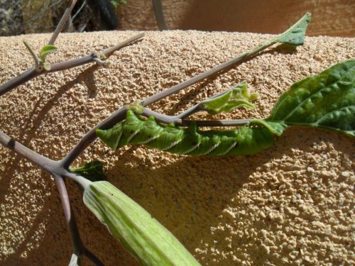hornworm.JPG