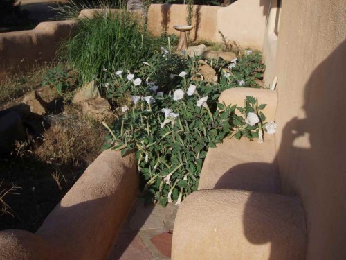 jimson weed on adobe wall.JPG