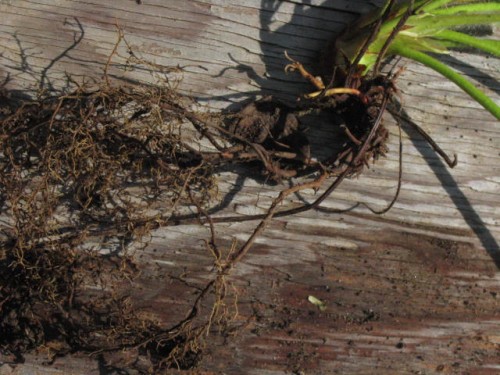Strawb_Roots3.jpg