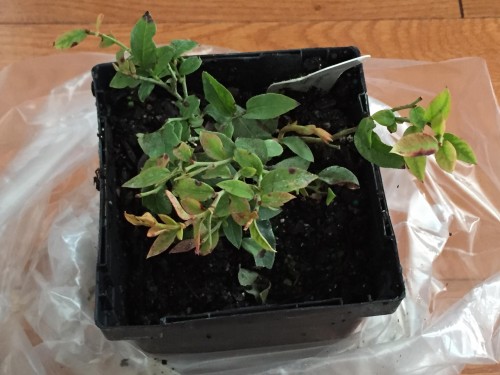 Top Hat blueberry bush