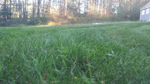 Uneven grass example 2