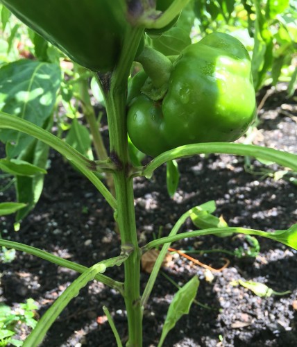 Bell Pepper Too.jpg