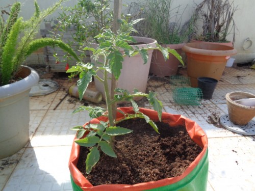 here is the growing Indian tomato