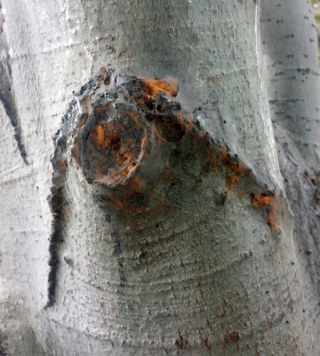 close up of the orange dust and web.