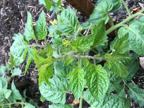 This is the roma tomato with the leaf bubbling. Notice the slight yellowing? Normal?