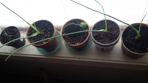 Here's an updated picture(minus the prickly pear I'm trying to grow). They're doing very well. Had to bring them inside because of night temps. The little one on the end is a new addition from another of my seeds that sprouted late. I am wondering one thing though; why are the leaves round instead of flat??