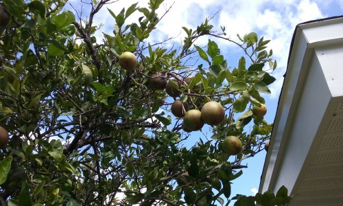 Oranges on the tree.jpg