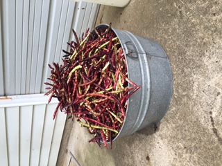 Purple Hull Peas