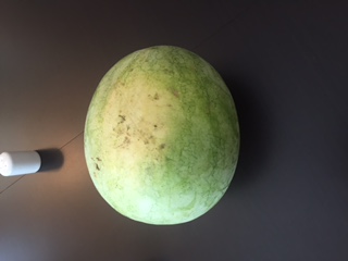 Seedless watermelon  seed from melon purchased at market