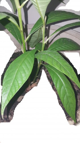 Potted Mamey Sapote tree, cropped carefully in the wonderful MS Paint, haha.