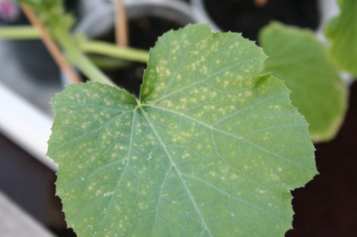 Help: Small yellow spots destroying my zucchini leaves ...