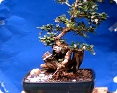 Driftwood Fukien Tea