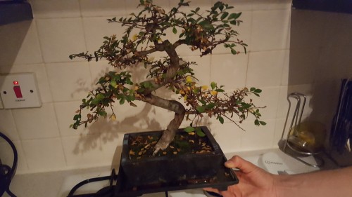 EM bonsai 1.jpg