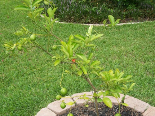 Meyer lemon year one.