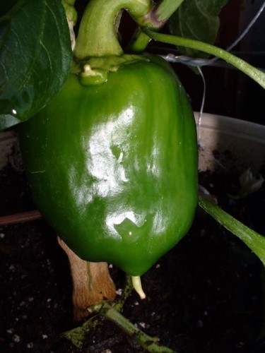 Green Bell Pepper grOws &quot;Spark&quot; Node's