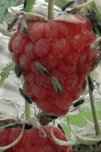 Rasberry bugs.GIF