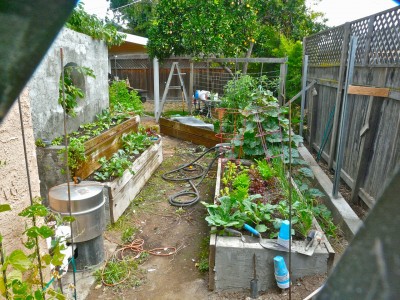 one section of the garden. The orange tree is coming out to open up more sun (I'll plant a dwarf grapefruit in the back corner... we don't eat all that many oranges...a nd it attracts roof rats  (ick!!)