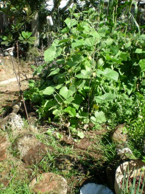 tendergreen cucumber, sweet basil, cutting celery, rakkyo, poamoho beans,