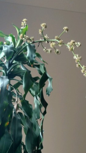 Blooming Corn Plant.jpg