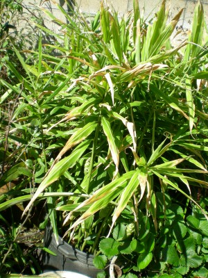 ginger in bloom in tree pot.