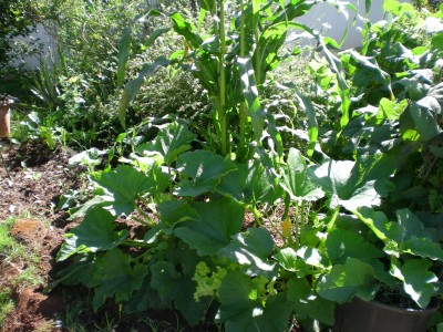 zucchini, broccoli, brussels sprouts, swiss chard, eggplant in pot.