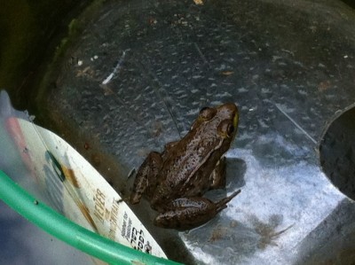 Anyone know what kind of frog this is? &gt;&gt; GREEN FROG