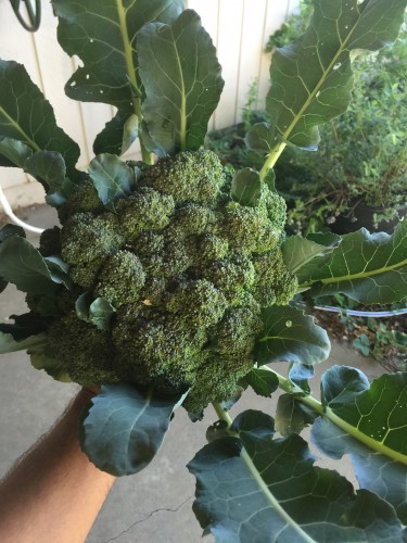 4garden_broc.jpg