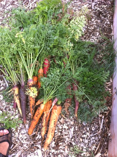 4garden_carrots.jpg