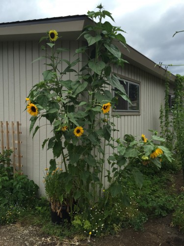 4garden_sunflowers.jpg