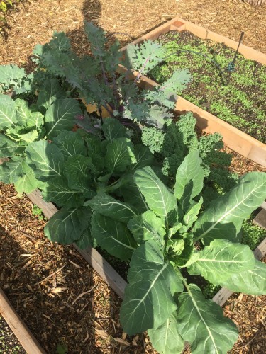 5garden_kale.jpg