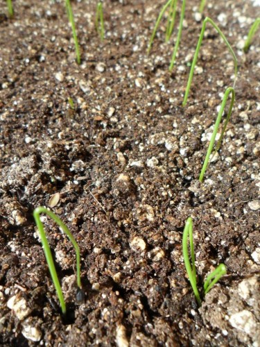 onion seedlings.JPG