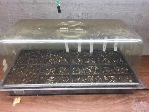 tomatoes started indoors.  will fill out this tray with broccoli and pepper starts soon