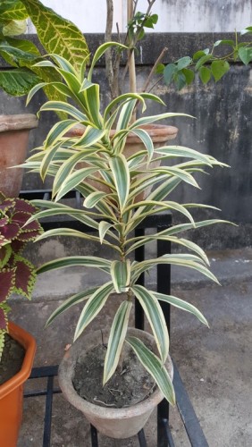 dracaena.jpg