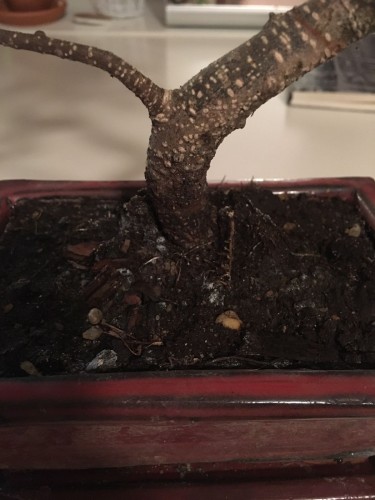 Bonsai-picture