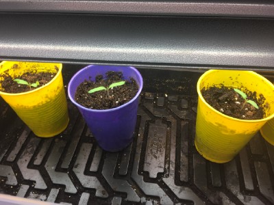 Tomato seedlings 10 days