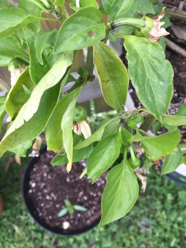 My plant, some leaves have been eaten or look burned off I'm not sure?