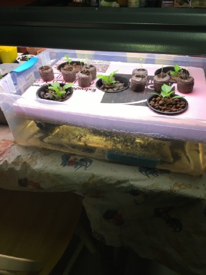 8 days on the first lettuce, tomato and pepper to go in hydro