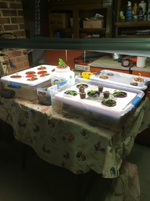 Whole indoor setup so far. Adding 1 more light fixture and tote when other seedlings are ready.