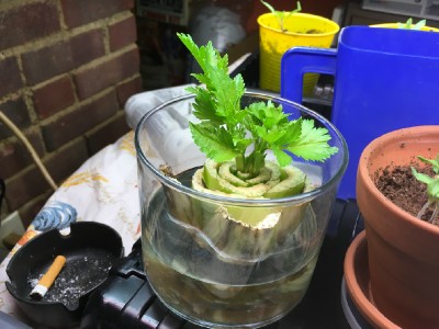 Started a celery from a cutting