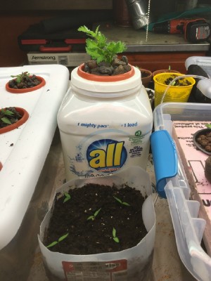 Kratky Method with same Nutrient mix as lettuce