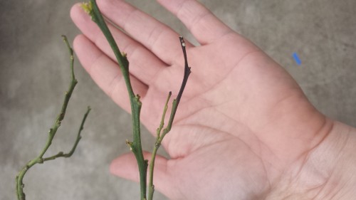 20170312_123123.jpg