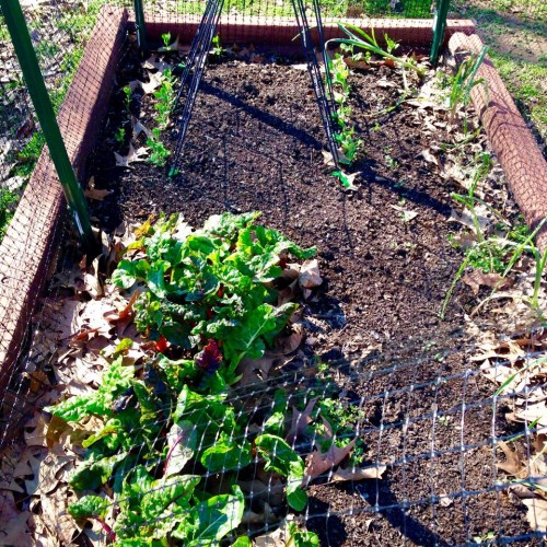 garden chard.jpg