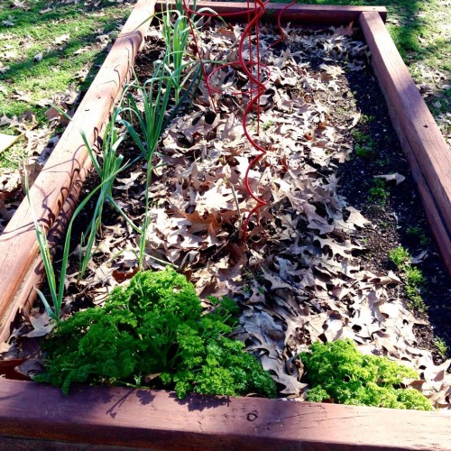 garden parsley.jpg