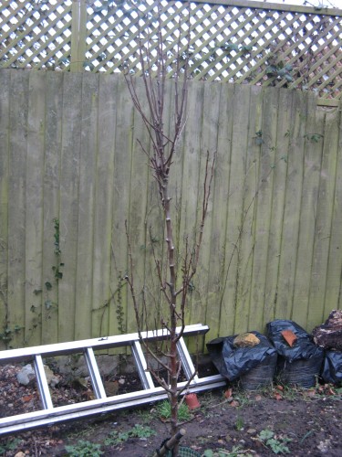 Obelisk Pear Tree Feb 2017.JPG