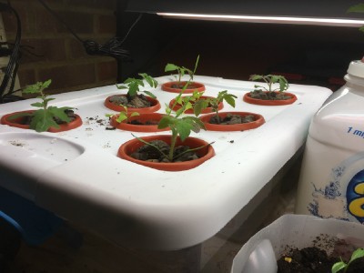 Tomatoes seem to be doing well.